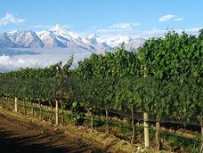 Mendoza se apoyó en el vino, la gastronomía y la montaña para atraer visitantes.