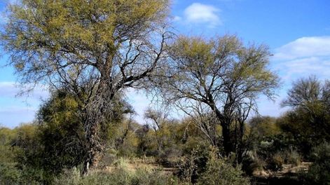 Ley de Bosques: el desafío del desarrollo sustentable - Por Diego Moreno