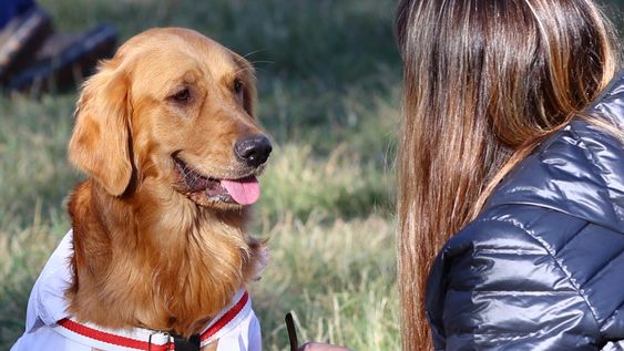 maipu dio a conocer el cronograma para su movil veterinario gratuito