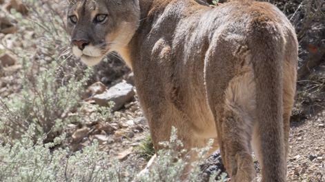 Impactante foto de dos pumas descansado y su historia: Cuando notaron la camioneta, se levantaron...