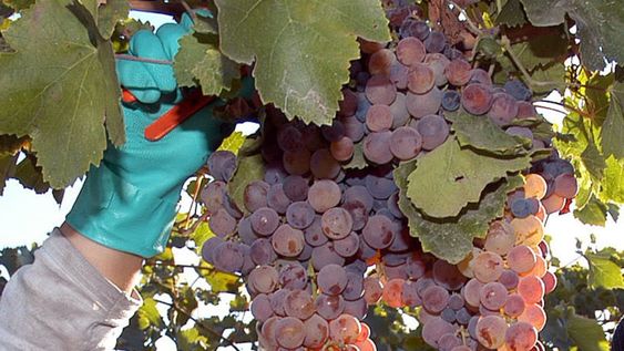 Plan Estratégico Vitivinícola: la Coviar suma el apoyo de Coninagro