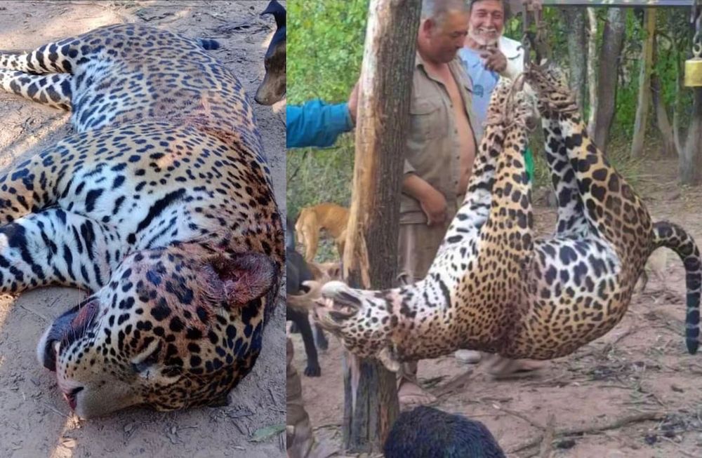 Cazaron y cuerearon a un yaguareté en Formosa.
