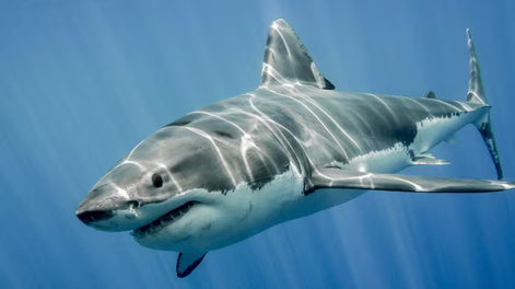 Contender es un tiburón gigante del Atlántico.&nbsp;