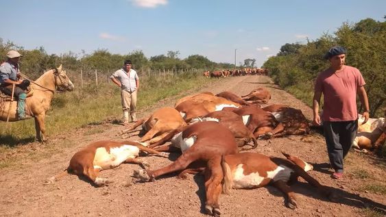 Corrientes: un tendido eléctrico cayó sobre un camino vecinal, mató 16 animales y cuatro personas se salvaron de milagro.