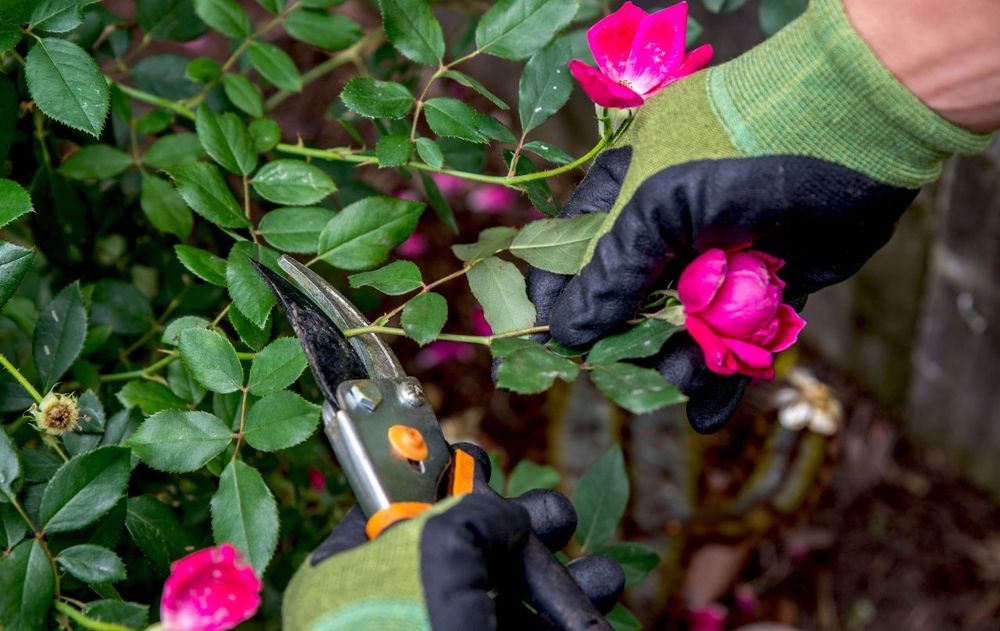 En poco tiempo, los rosales pueden recuperar vida, perfume y color dentro del jardín con los pasos esenciales.