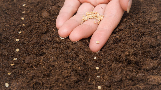 15 semillas que debes sembrar desde ahora para que esten listas en otono, segun los jardineros