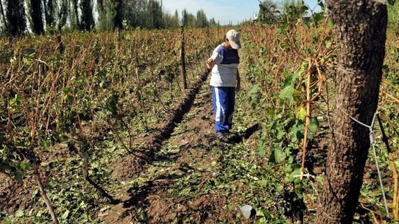 Prensa Gobierno de Mendoza.