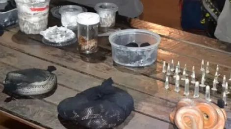 Al momento de la inspección en el sector de la bodega, se detectó la existencia de animales vivos dentro de dos valijas: en total se encontraron 90 serpientes, 236 arañas de distintas especies y un ciempiés. Foto: Gendarmería Nacional