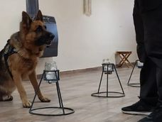 Odorología forense, una técnica científica que permite identificar personas a partir de los olores que dejan en objetos, lugares o cuerpos, mediante el trabajo de perros adiestrados y operadores especializados.