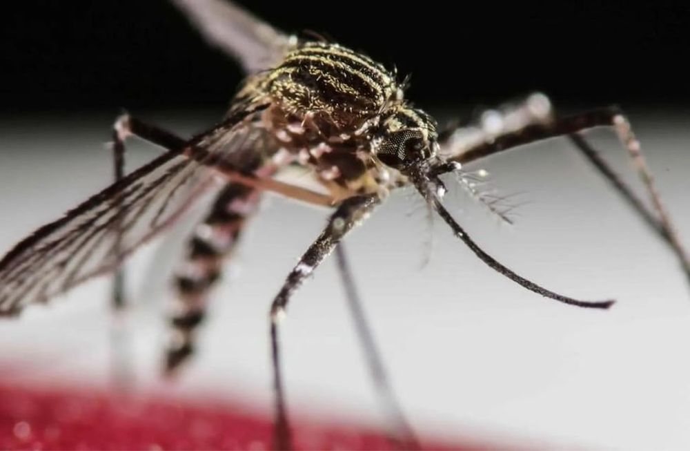 Eliminar mosquitos de la casa. / Gentileza