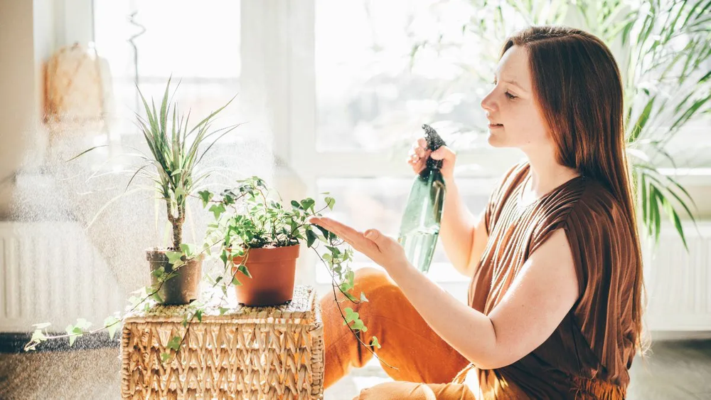 Fertilizante casero transforma tus jardín, jardinería y plantas usando un simple residuo.