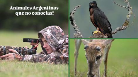 Revelaron impresionantes imágenes de animales autóctonos pocas veces vistos en Argentina.