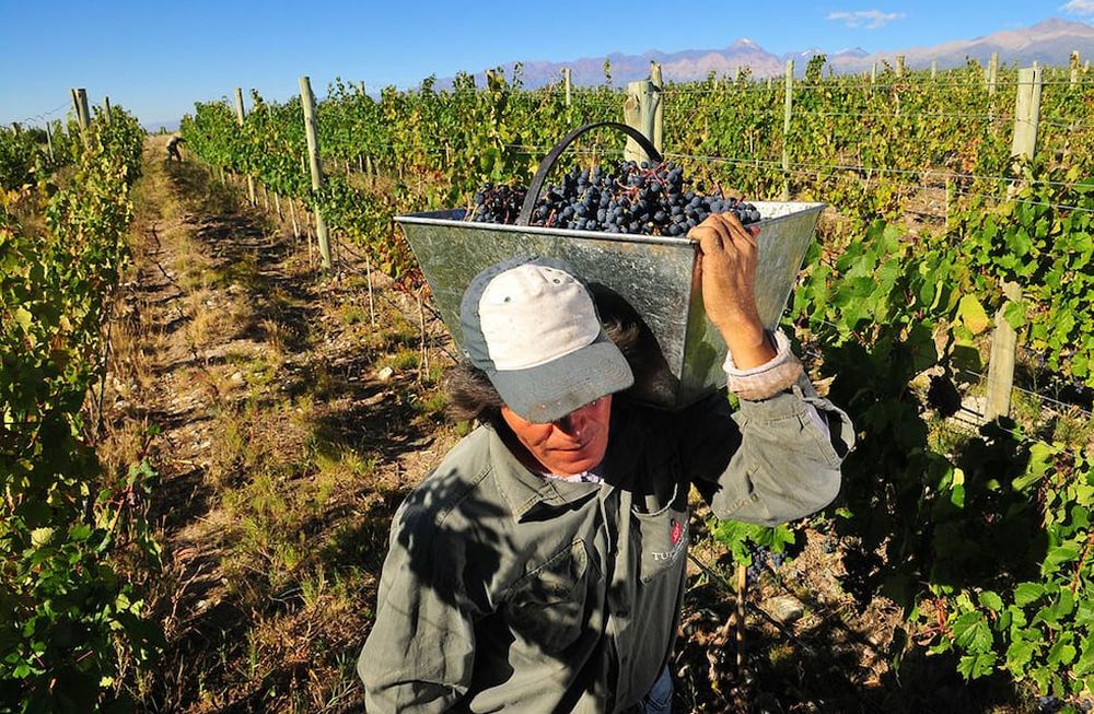La autora asegura que es necesario trabajar para que todos los eslabones de la cadena tengan una rentabilidad acorde. Cree que, todos los años, más productores son perjudicados por estos valores. / Foto: Claudio Gutierrez / Los Andes