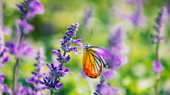 si tenes una salvia mexicana, posees un tesoro: como sembrarla en tu jardin para que se llene de mariposas