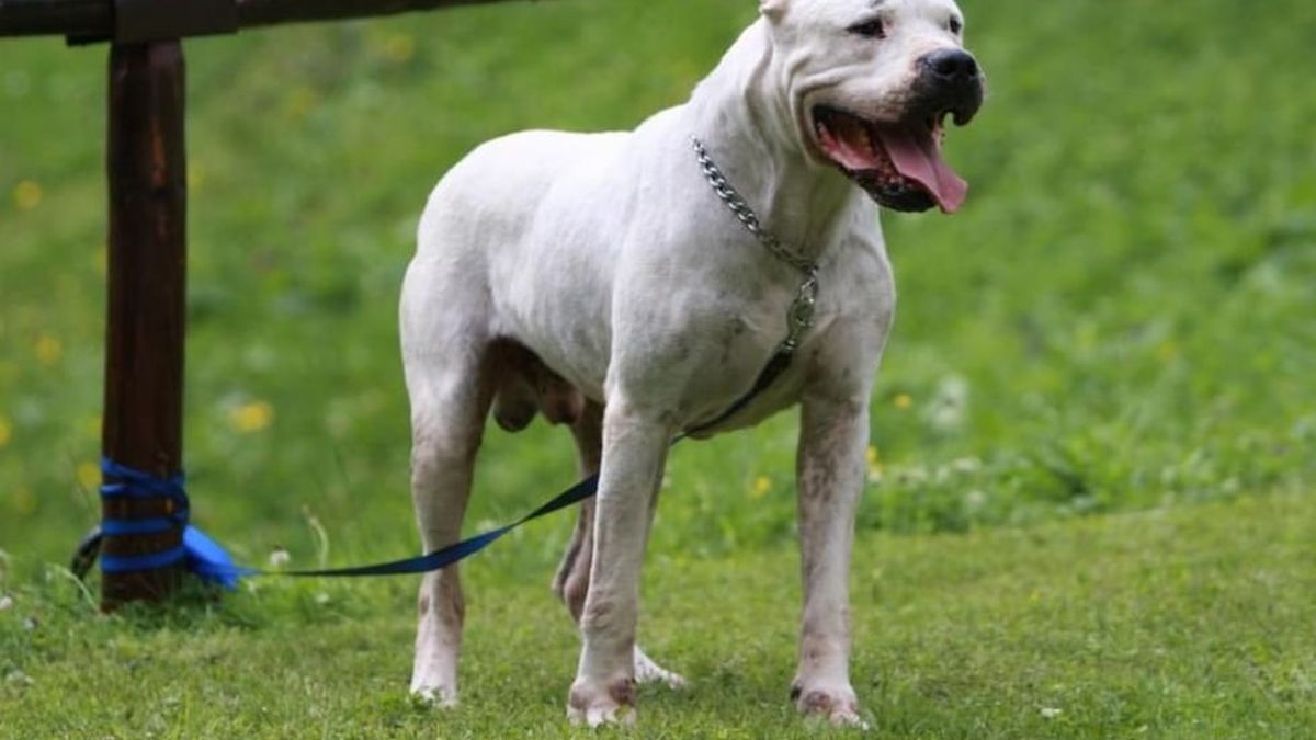 La Corte de Mendoza revocó un fallo y dejó sin indemnización a una nena atacada por un dogo argentino