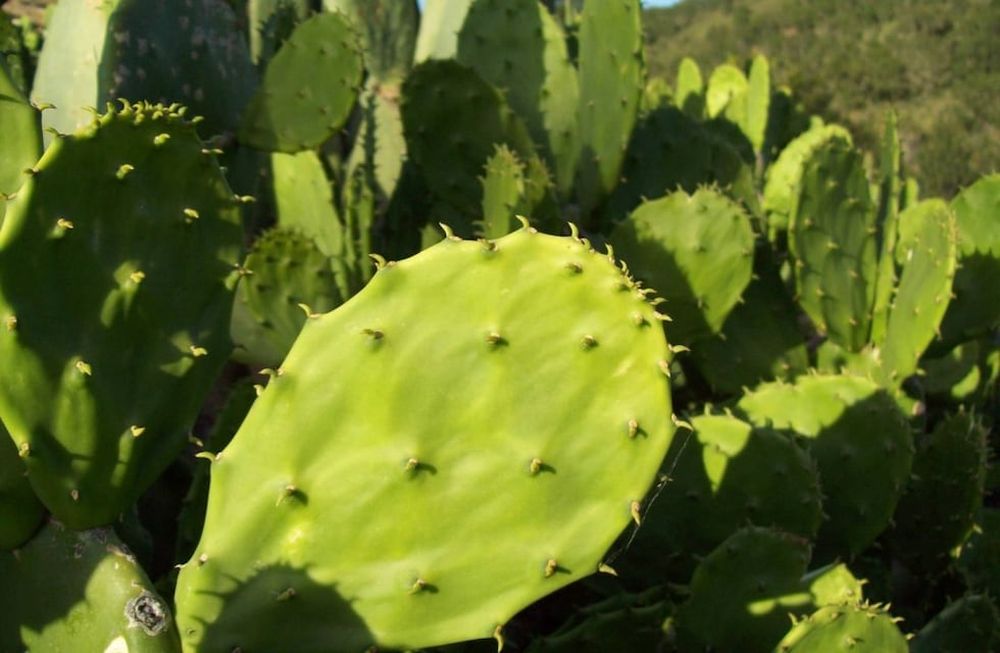 Los cactus podrían ser las últimas especies vegetales que sobrevivan