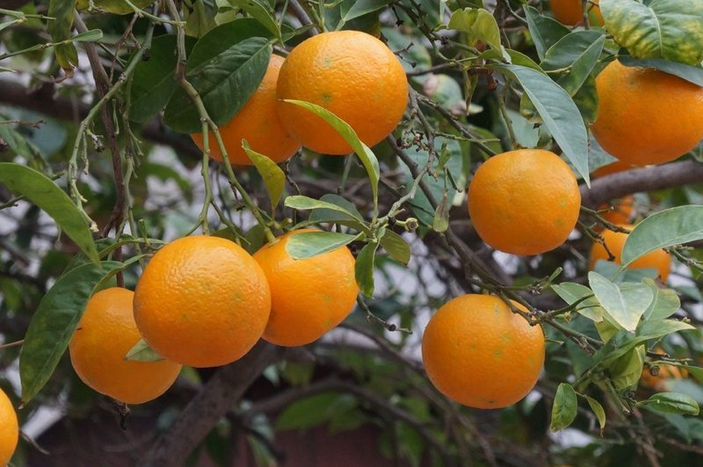 El árbol que da frutas y es significado de abundancia.&nbsp;