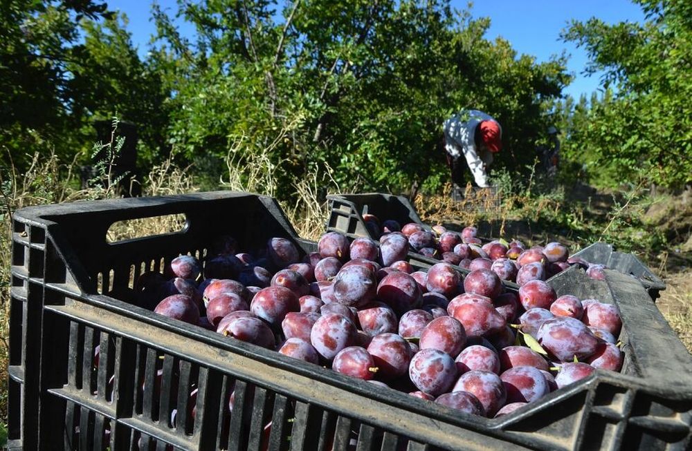 La ciruela es uno de los cultivos que deja mayor margen a los productores, pero su producción es de alto riesgo en ciertos distritos, por las heladas, el Zonda y el granizo.