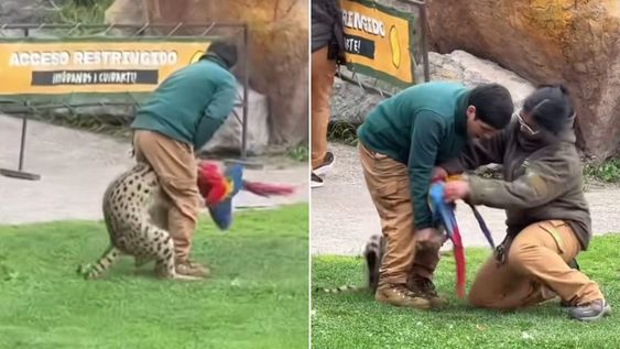 Impactantes imágenes: un felino cazó en al aire a una guacamaya durante un show educativo y lo mató.