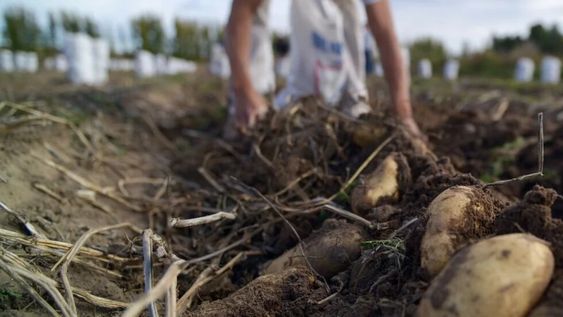 Desarrollo argentino que ayuda a disminuir el desperdicio de alimentos.