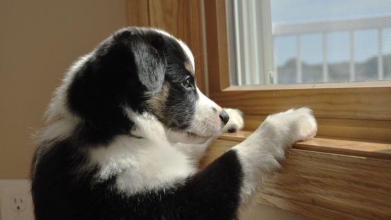 A veces, las señales de tu perro son evidentes de que quiere salir y por eso deberás mantener un horario.