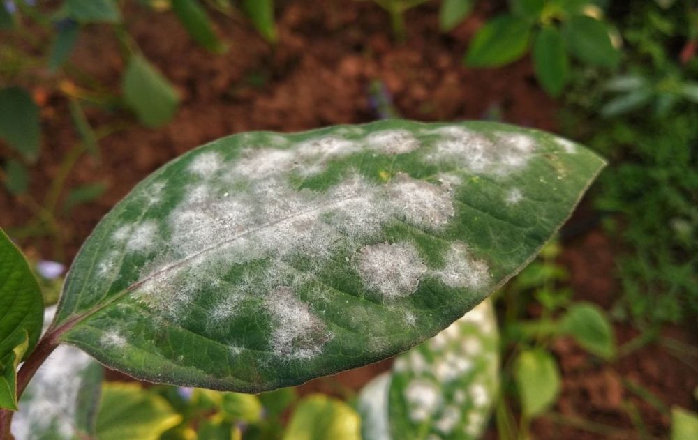 Las plantas deben mantenerse fuertes, verdes y llenas de vida, aunque si aparecen manchas blancas podría ser un daño irreversible.