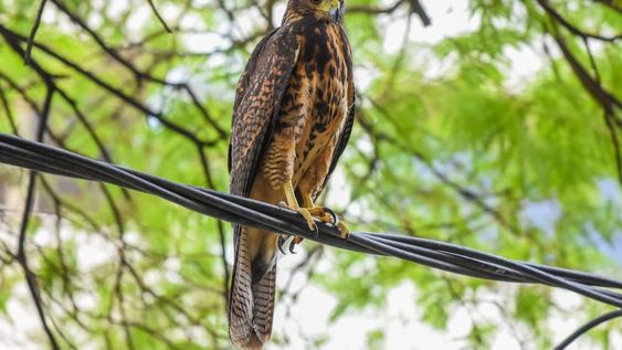 Muerte de aves, de zorros y graves accidentes: los trágicos hechos por los que buscan regular los aire comprimido. Foto: Archivo Los Andes.