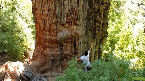 El segundo árbol más grande en el mundo está en Argentina.&nbsp;