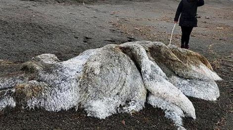 Terror en Rusia por un extraño “monstruo” que apareció en la playa