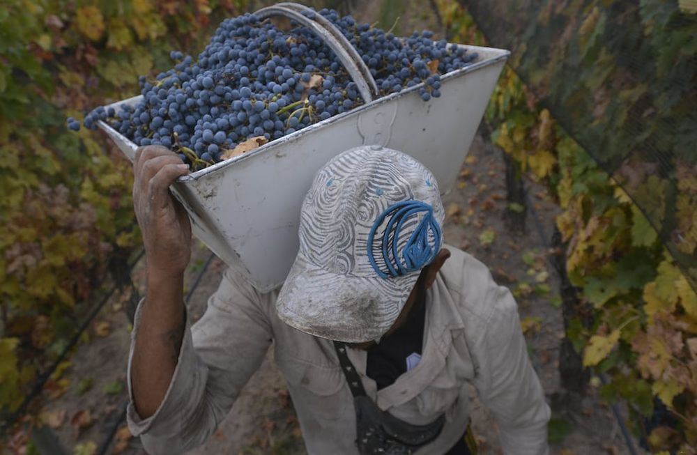 El cálculo fue hecho por el INV en función de la eliminación total del impuesto para algunas bodegas y la reducción para otras. / Foto: Archivo / Los Andes