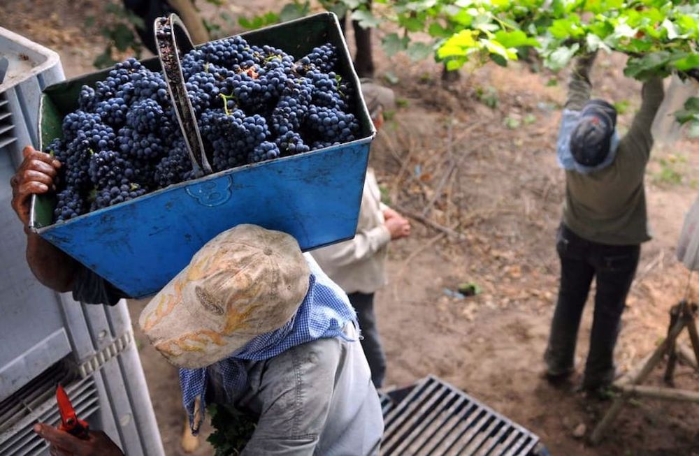 El Gobierno nacional prorrogó por un año la compatibilidad de los planes sociales con el trabajo rural.