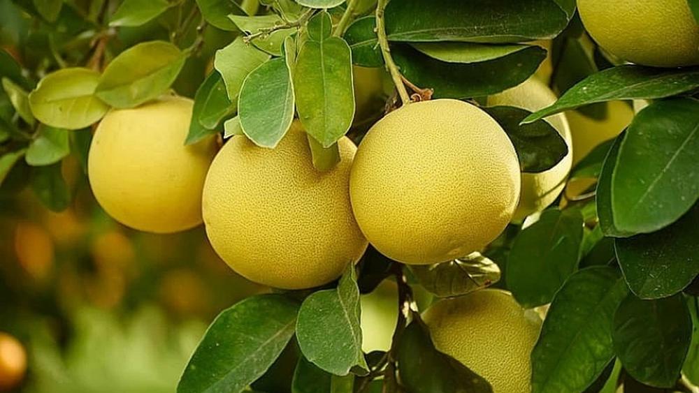 &Aacute;rbol frutal en jard&iacute;n muestra c&oacute;mo jardiner&iacute;a y plantas influyen en producci&oacute;n.