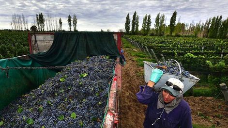 La “reputación” del viñatero en el contrato de suministro