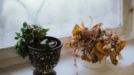 Al momento de cambiar de lugar estas plantas genera un espacio equilibrado, con flores vivas y un espacio natural perfecto.