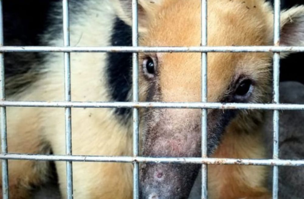 Buenas noticias: el oso melero que fue encontrado en medio del campo mejora y ya volvió a comer. Foto: Prensa Secretaría de Ambiente de Mendoza