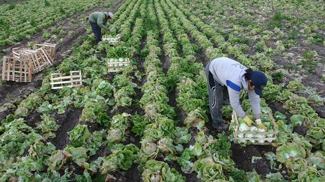 Con el bono específico para trabajadores rurales y el que se estableció para todos los trabajadores privados, algunos obreros agrarios recibirán una suma extraordinaria de $50 mil