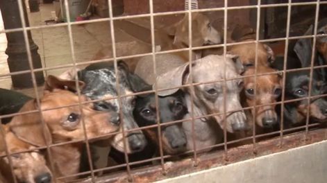 El proyecto presentado incorpora además penas por maltrato a quien “deje a un animal que esté bajo su responsabilidad en una situación de abandono.