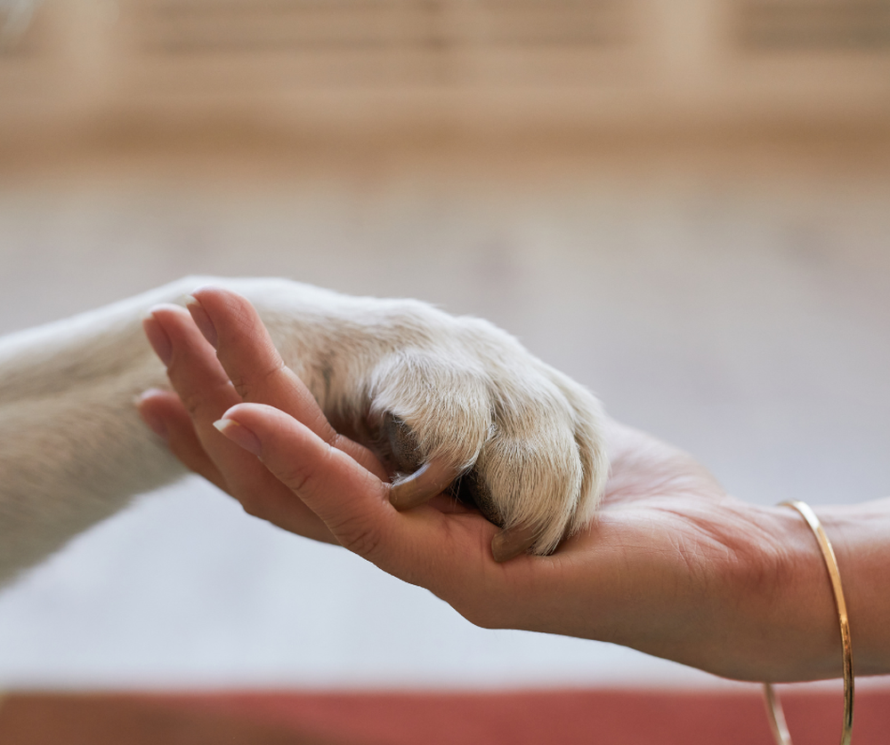 Mascotas. Fuente: Canva