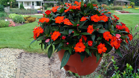 Las plantas del jardín transforman la jardinería con flores resistentes y duraderas.