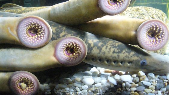 Catorce agujeros en su cuerpo, boca circular e incontables dientes: así es el vampiro de agua que atemoriza en Instagram