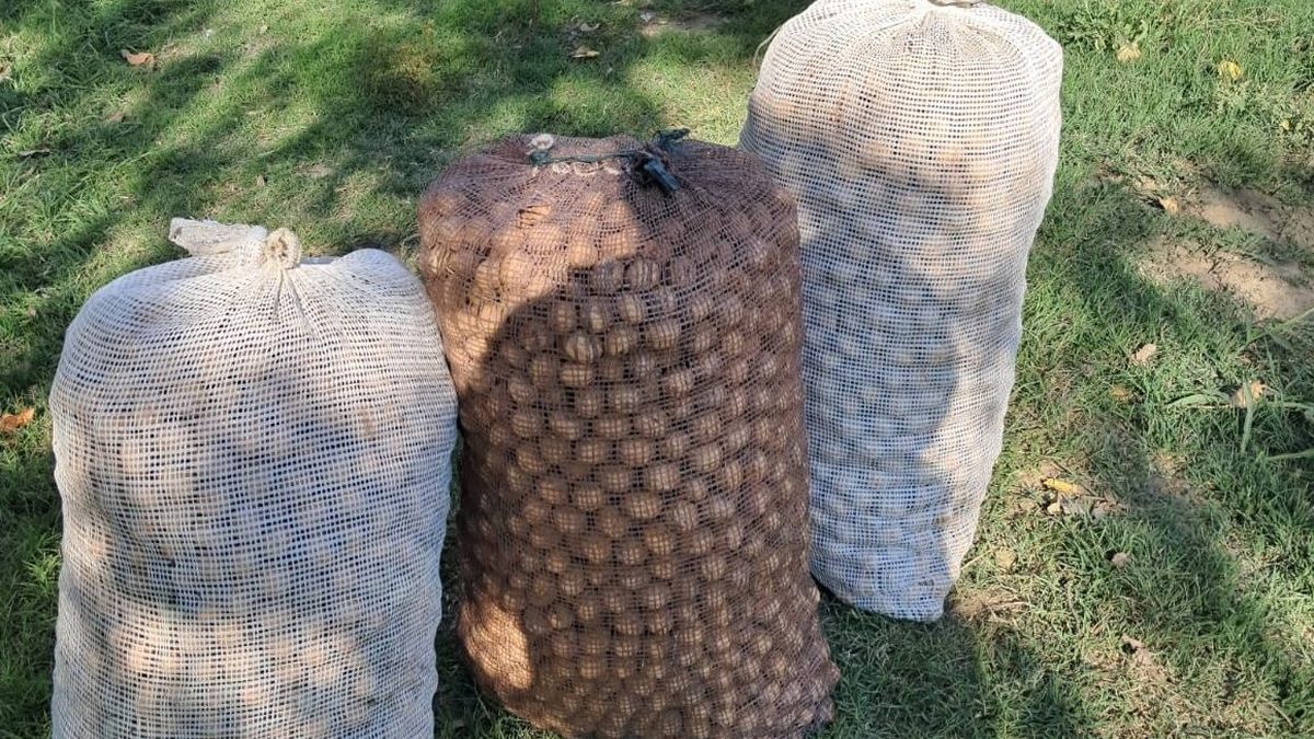 Recuperan 400 kilos de nueces robadas en fincas de Tupungato tras múltiples operativos