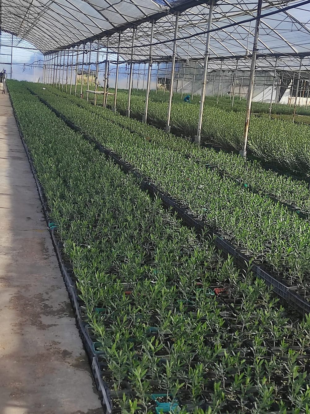 Plantines de pistacho en Vivero Productora (VIPRO), en San Martín, uno de los establecimientos especializados más importantes del país en la producción de plantas de frutos secos y olivos. (Gentileza) 