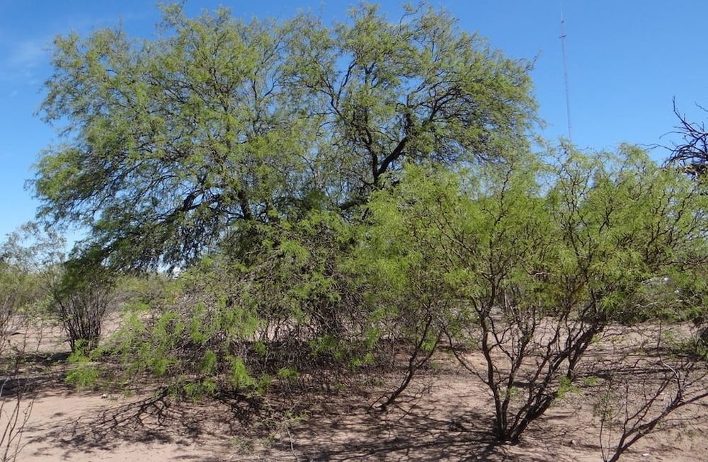 Los bosques nativos de algarrobo llegan a las aulas