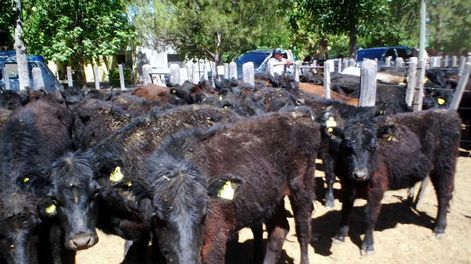 El metano ganadero es un potente impulsor del cambio climático - Por Jorge Castro