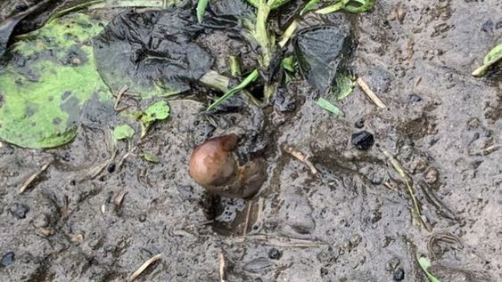 Con ayuda de los perros, la Policía estuvo dos horas buscando en la oscuridad, para finalmente descubrir que no era en absoluto una parte de cuerpo humano.