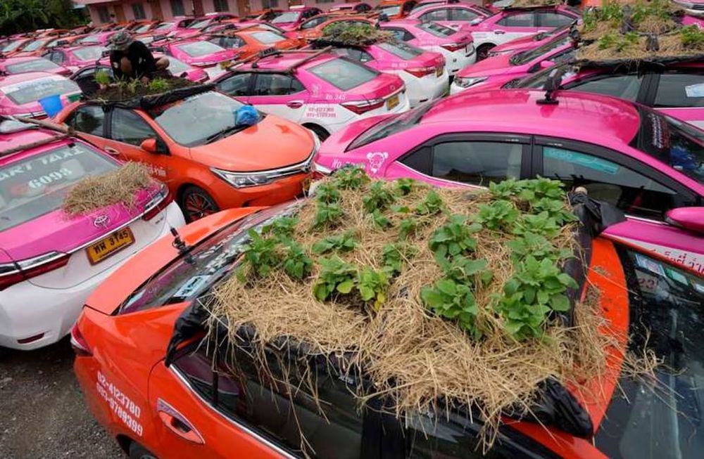 Plantas en los techos de los taxis en Tailandia. Foto: Sakchai Lalit / AP