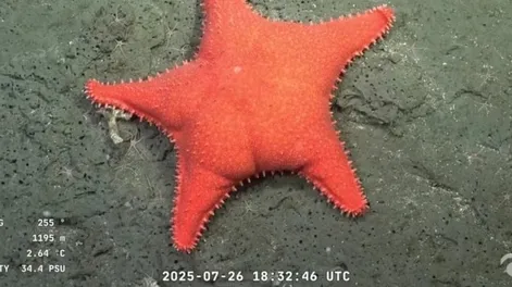 Especialistas del CONICET, junto al Schmidt Ocean Institute, realizaron una expedición científica en aguas profundas de Mar Del Plata