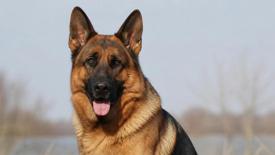 El perro Pastor Alemán y su gran rendimiento.