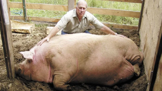 Big Bill fue el cerdo más grande mundo.