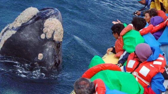 En este marco, el Ministerio de Turismo comenzó con el dictado del curso de Formación para Guías Especializados en la Conducción y Transporte de Personas para el Avistaje de Ballenas y Fauna Marina. Foto: Maxi Jonas